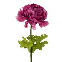 renoncule-artificiele-j-line-2.webp