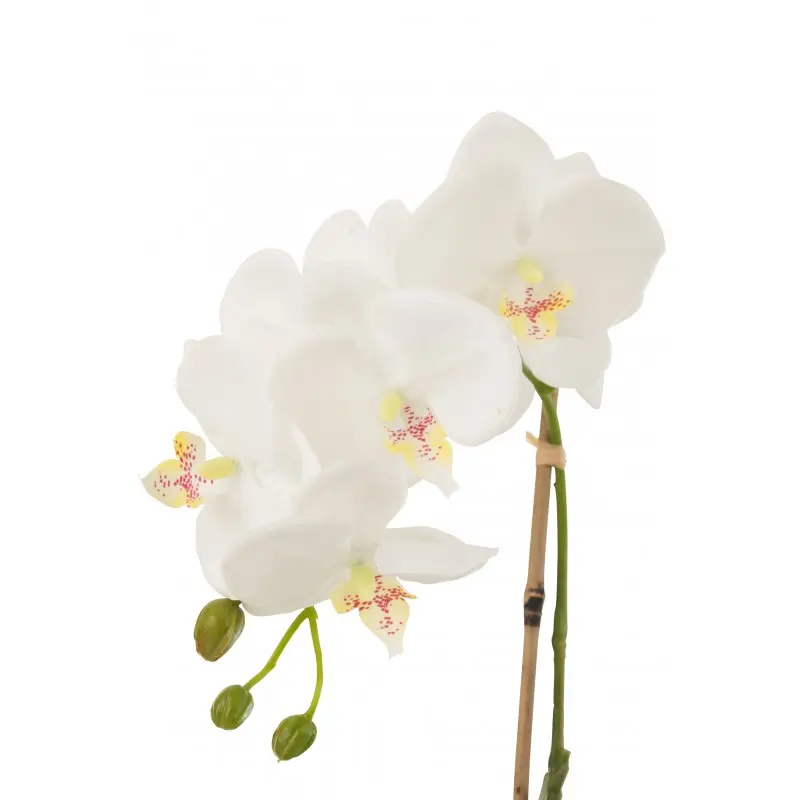 orchidee-en-terre-artificielle-j-line-2.webp