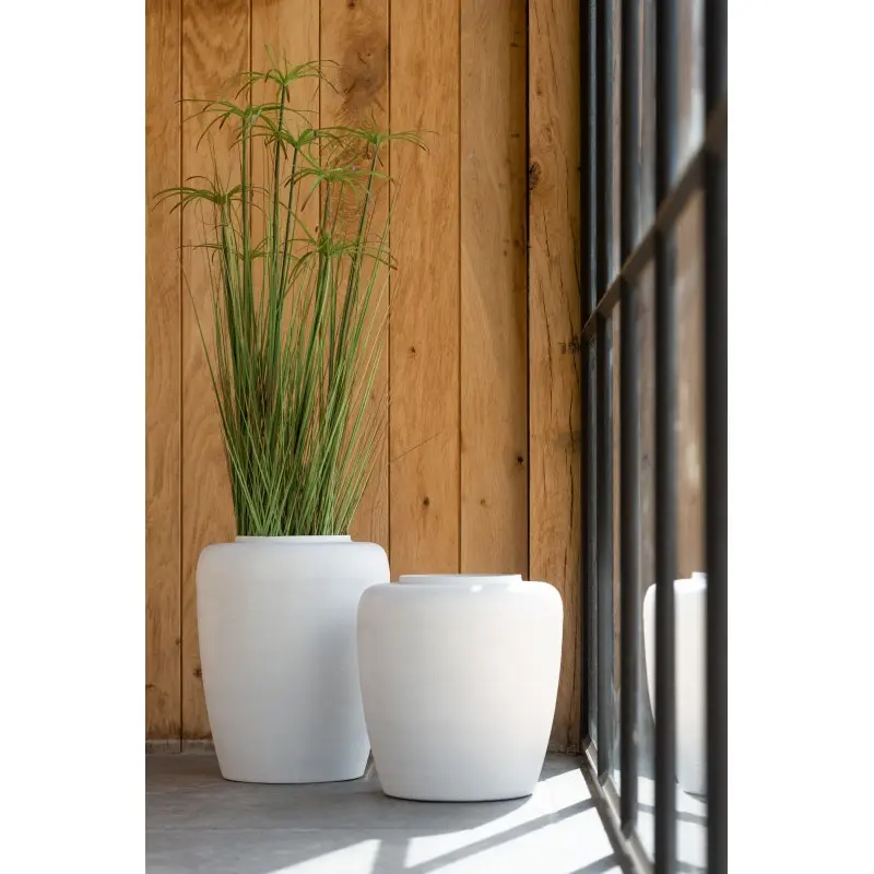 cyperus-alternifolius-j-line-2.webp