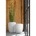cyperus-alternifolius-j-line-2.webp