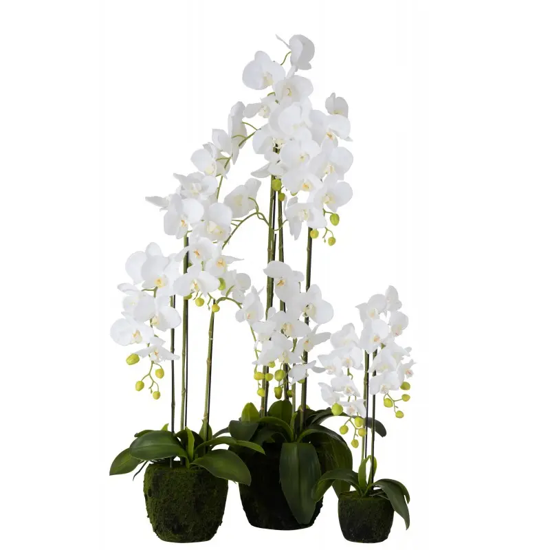 orchidee-fresh-touch-l-j-line-2.webp
