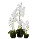 orchidee-fresh-touch-l-j-line-2.webp