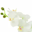 Orchidee En Terre J-Line  12487-2.webp