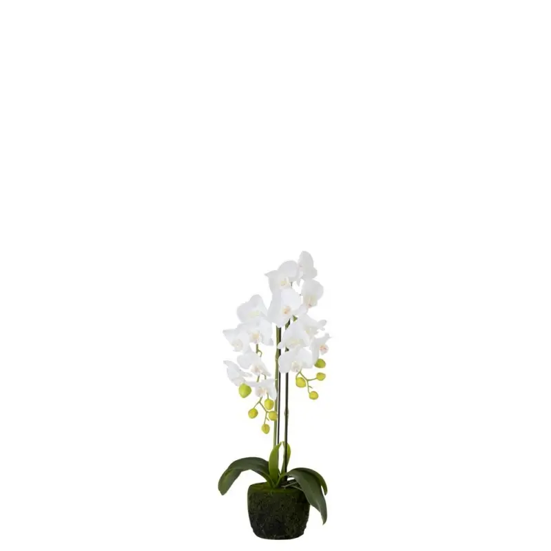 Orchidée fresh touch S J-Line