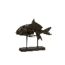 Fossile poisson L  J-Line