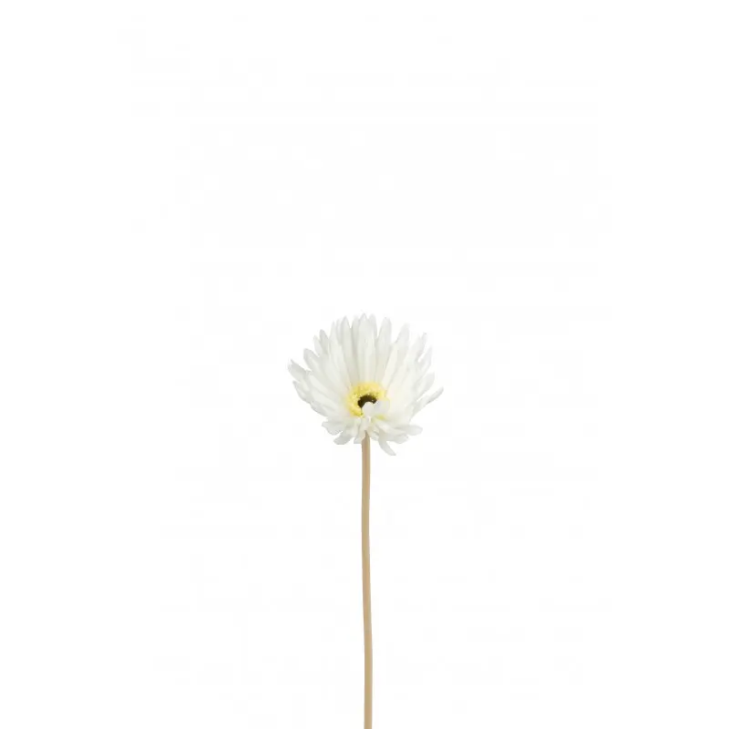 Gerbera J-Line