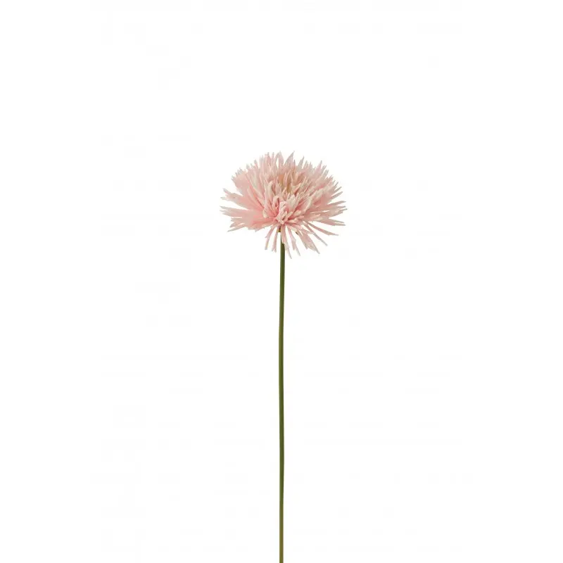 Chrysanthème J-Line