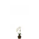 Orchidée en terre artificielle J-Line