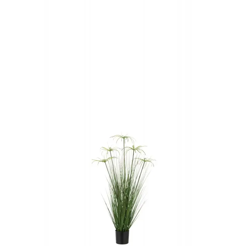 Cyperus Alternifolius J-Line