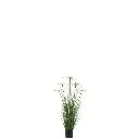 Cyperus Alternifolius J-Line