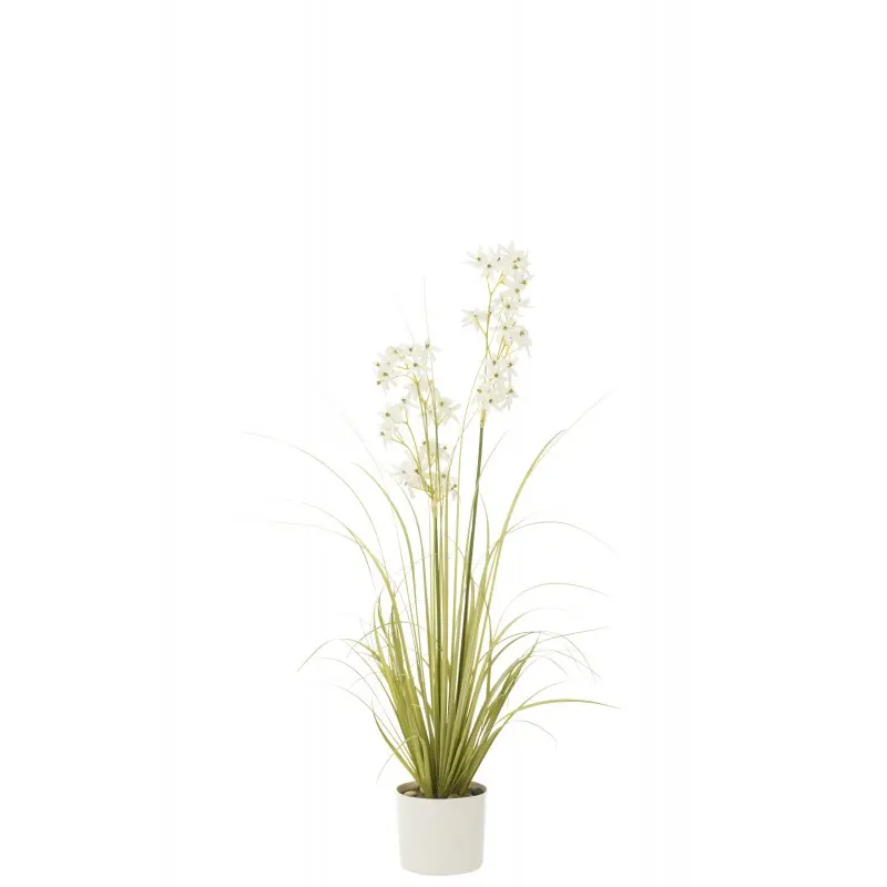 Allium (M) 