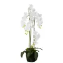 Orchidée Fresh Touch L J-Line