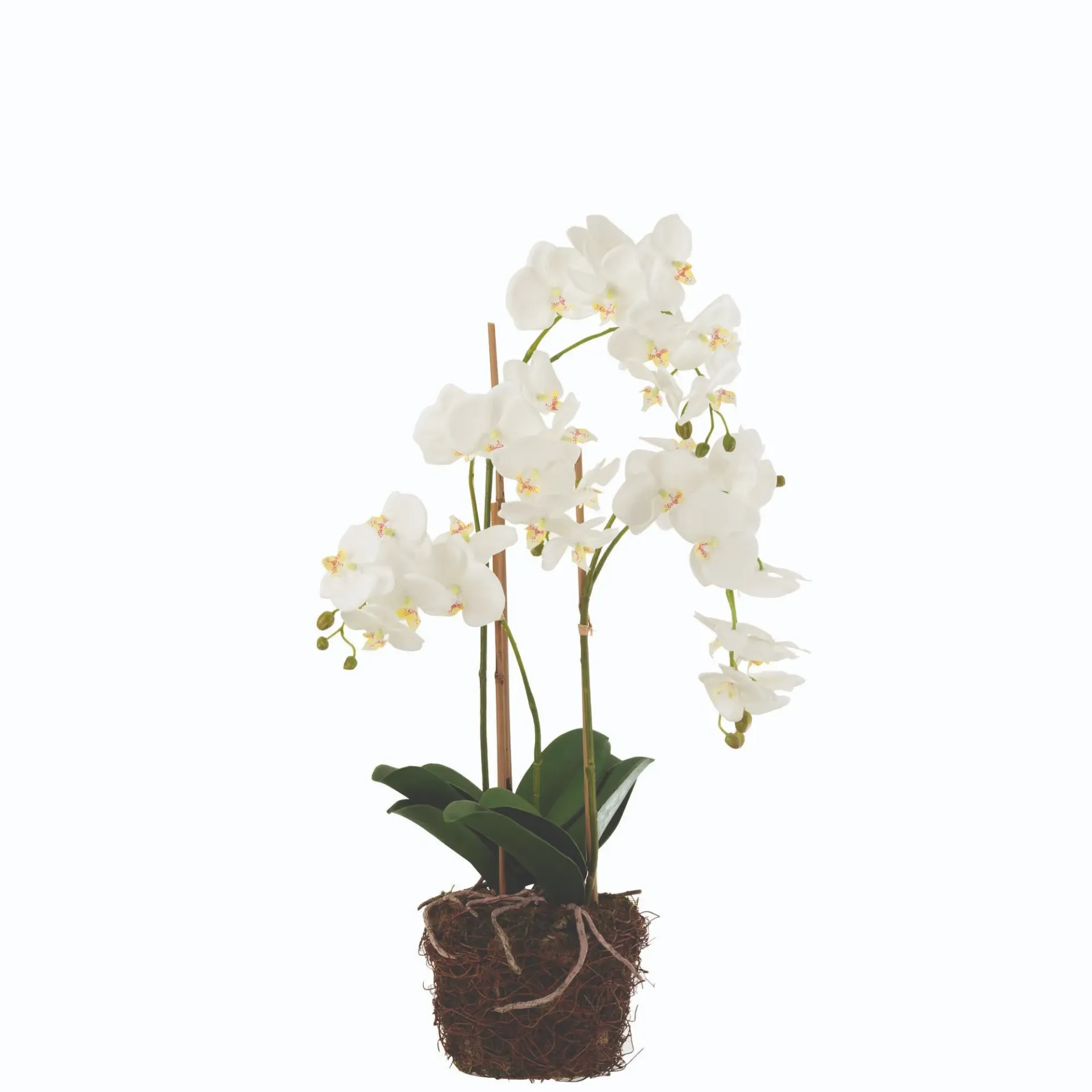 Orchidée En Terre artificielle L J-Line