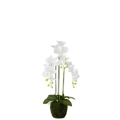 [93451] Ochidée fresh touch M J-Line