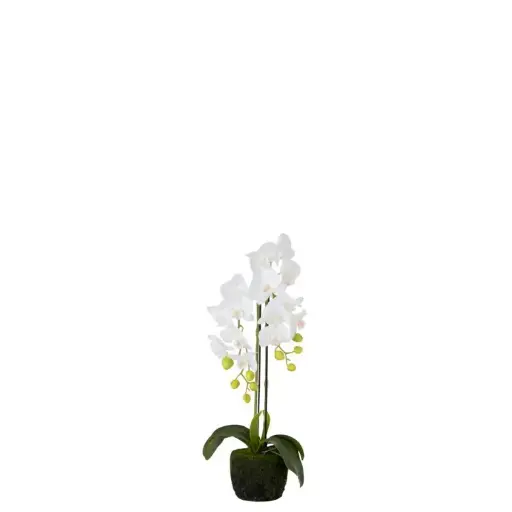 [93450] Orchidée fresh touch S J-Line