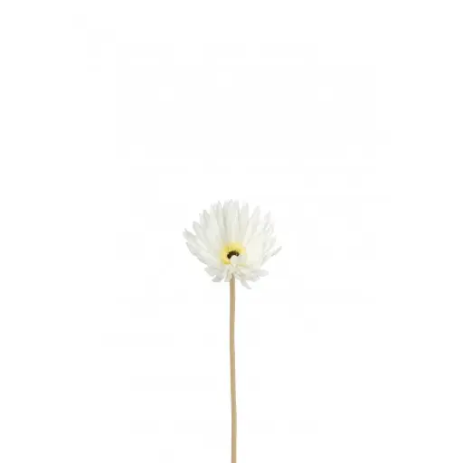 [93903] Gerbera J-Line