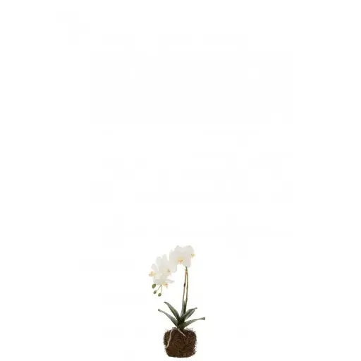 [12486] Orchidée en terre artificielle J-Line