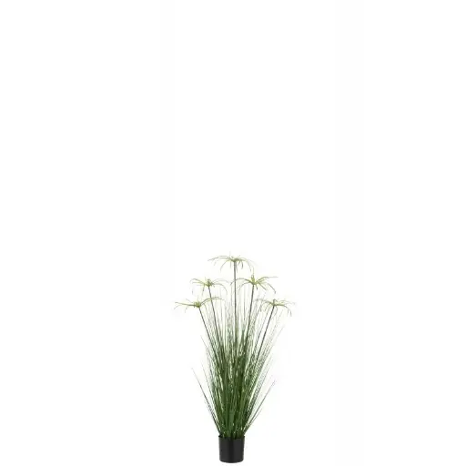 [33110] Cyperus Alternifolius J-Line