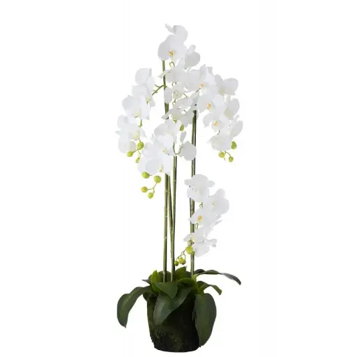 [93452] Orchidée Fresh Touch L J-Line